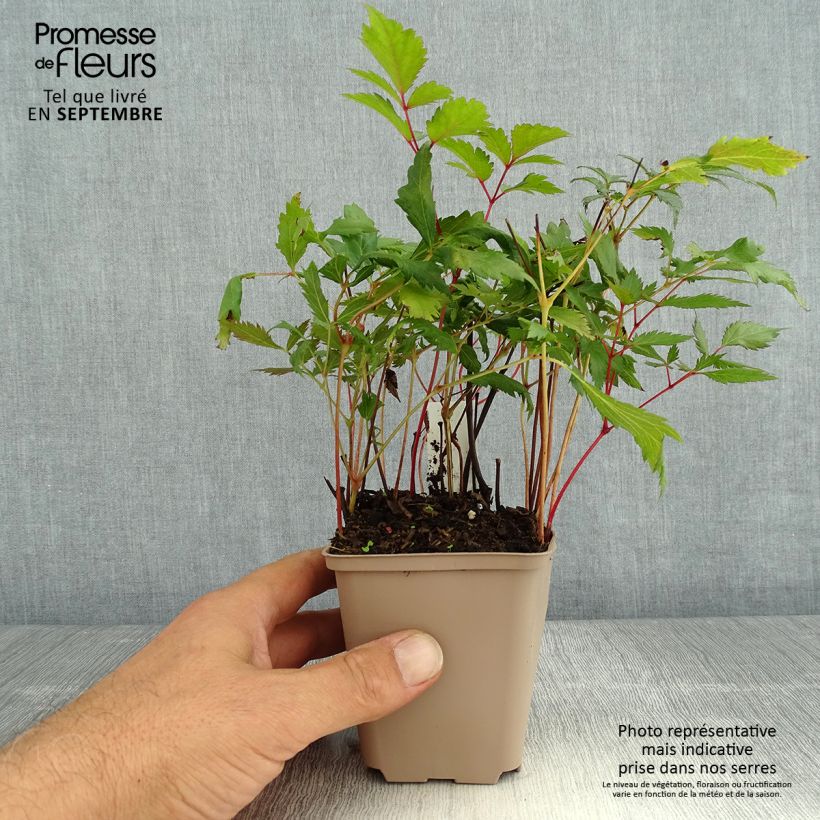 Spécimen de Astilbe arendsii Spinell - Astilbe rouge carminé Godet de 8/9 cm tel que livré en été