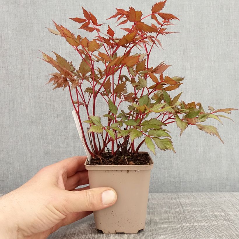 Spécimen de Astilbe arendsii Spinell - Astilbe rouge carminé Godet de 9cm tel que livré au printemps