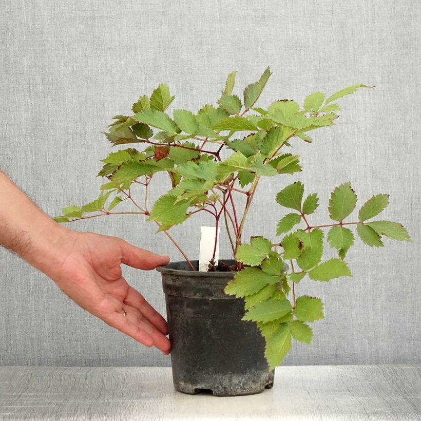 Spécimen de Astilbe chinensis Mighty Chocolate Cherry Pot de 2L/3L tel que livré en été