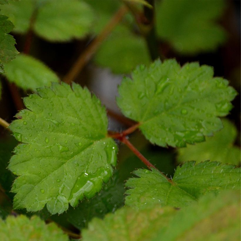 Astilbe Chinensis Purpurkerze (Feuillage)