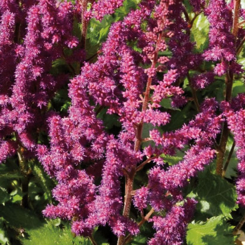 Astilbe Chinensis Purpurkerze (Floraison)