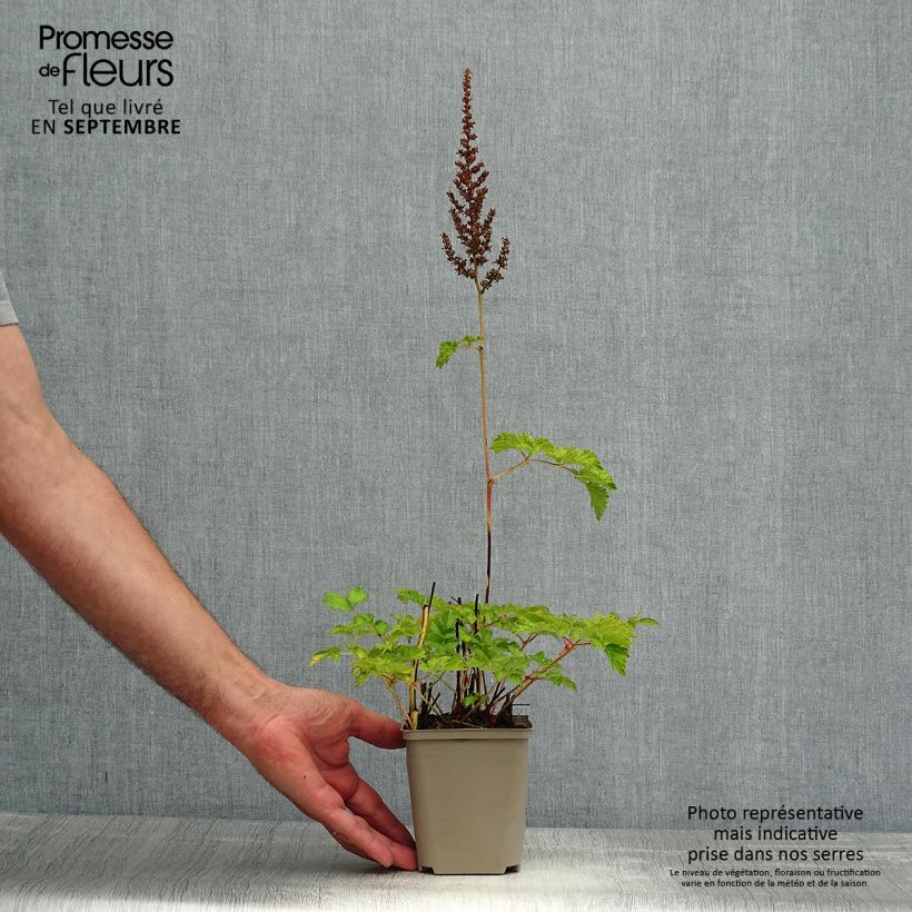 Spécimen de Astilbe chinensis var. taquetii Superba Godet de 8/9 cm tel que livré en été