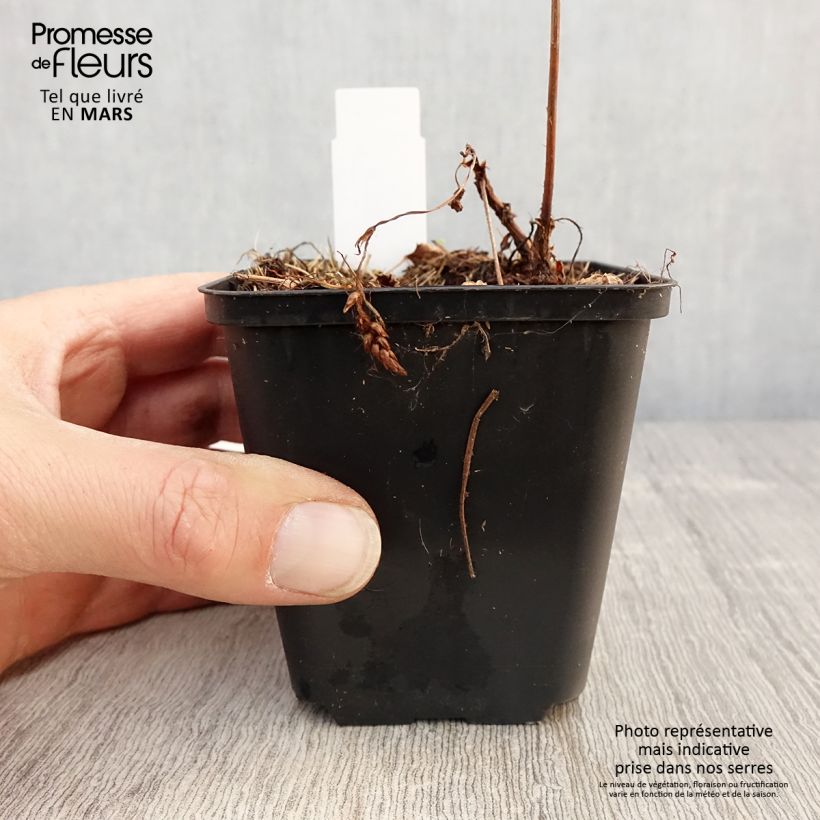 Spécimen de Astilbe chinensis Veronica Klose Godet de 9cm tel que livré au printemps