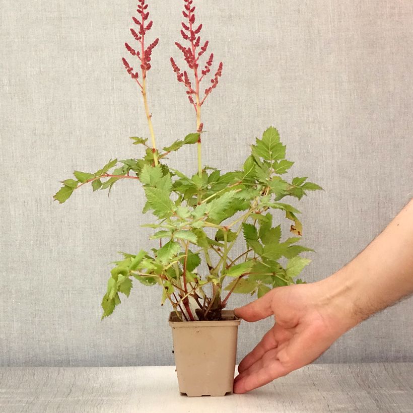 Spécimen de Astilbe chinensis Visions Godet de 8/9 cm tel que livré en été