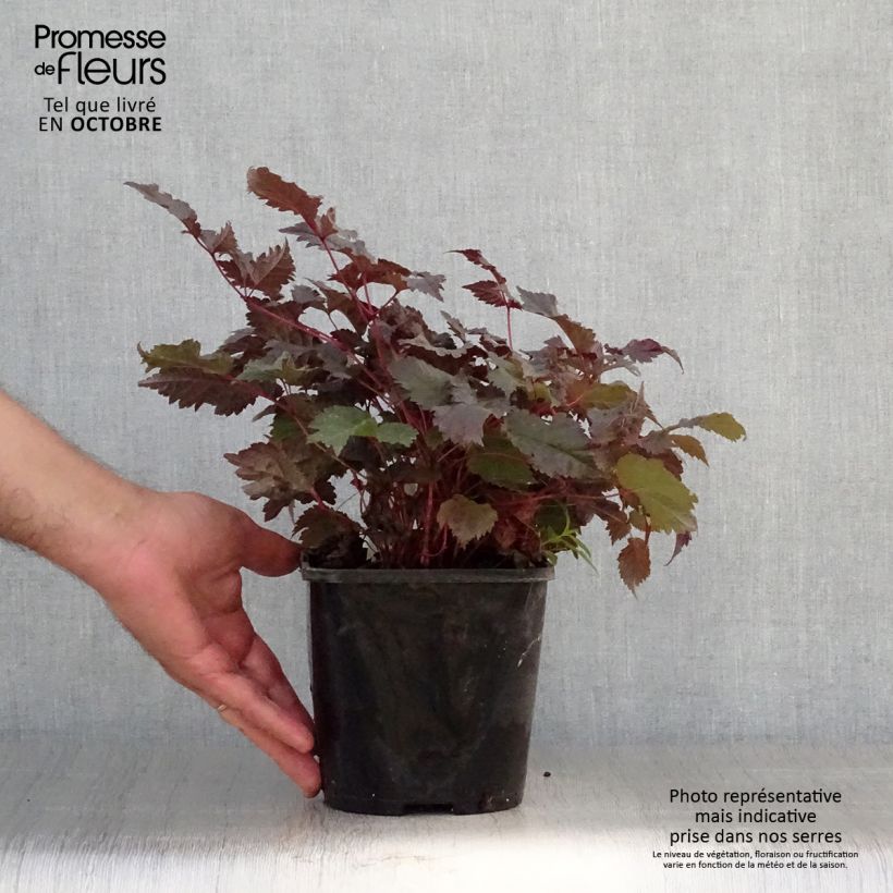 Spécimen de Astilbe Chocolate Shogun Pot de 1,5L/2L tel que livré en automne
