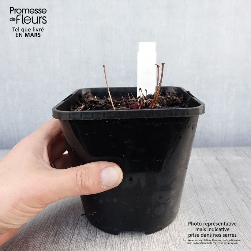 Spécimen de Astilbe Chocolate Shogun - pot de 1.5L/2L tel que livré au printemps