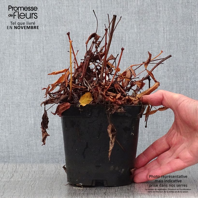 Spécimen de Astilbe japonica Peach Blossom Pot de 1,5L/2L tel que livré en automne