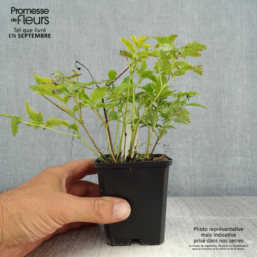 Spécimen de Astilbe japonica Vesuvius Godet de 8/9 cm tel que livré en été