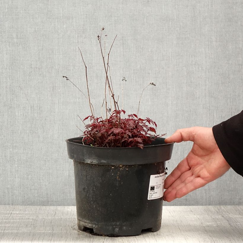 Spécimen de Astilbe simplicifolia Key West - Pot de 4L/5L tel que livré au printemps