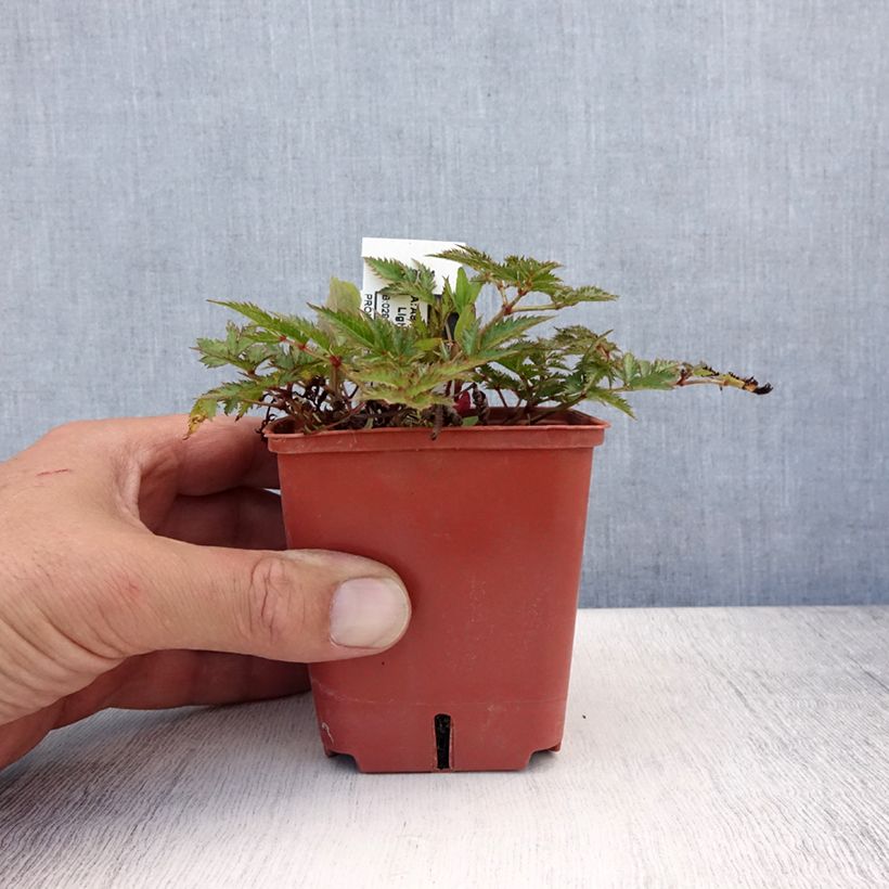 Spécimen de Astilbe simplicifolia Pink Lightning Godet de 8/9 cm tel que livré en été