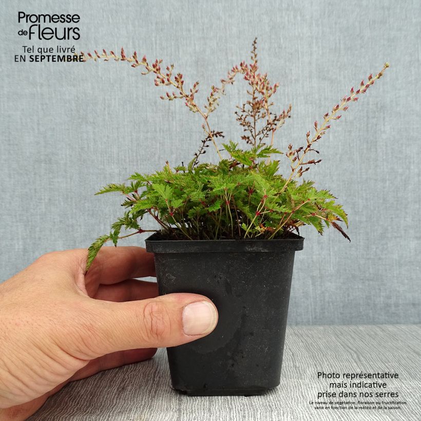 Spécimen de Astilbe simplicifolia Sprite Godet de 8/9 cm tel que livré en été