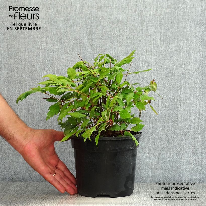 Spécimen de Astilbe Vision in Red Pot de 2L/3L tel que livré en été