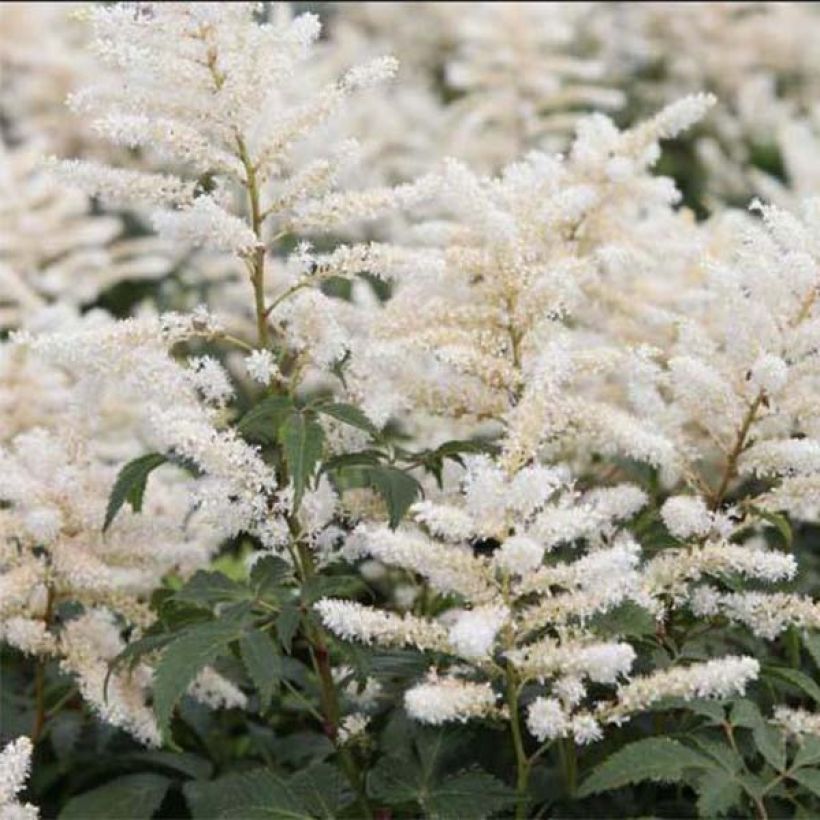 Astilbe Washington (Floraison)