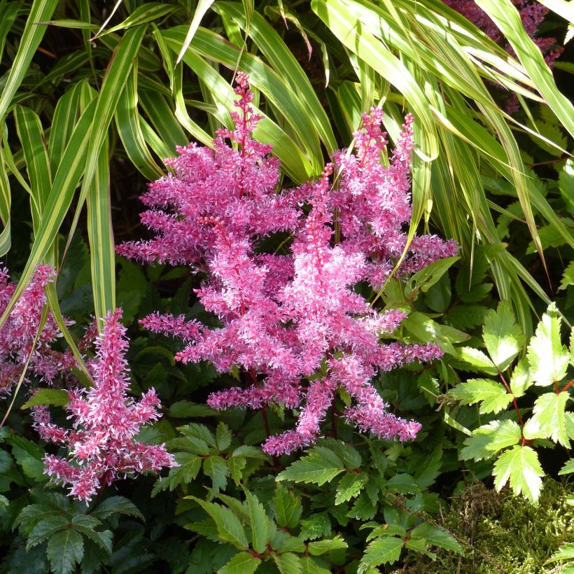 Astilbe Younique® Red (Ruby Red) (Floraison)