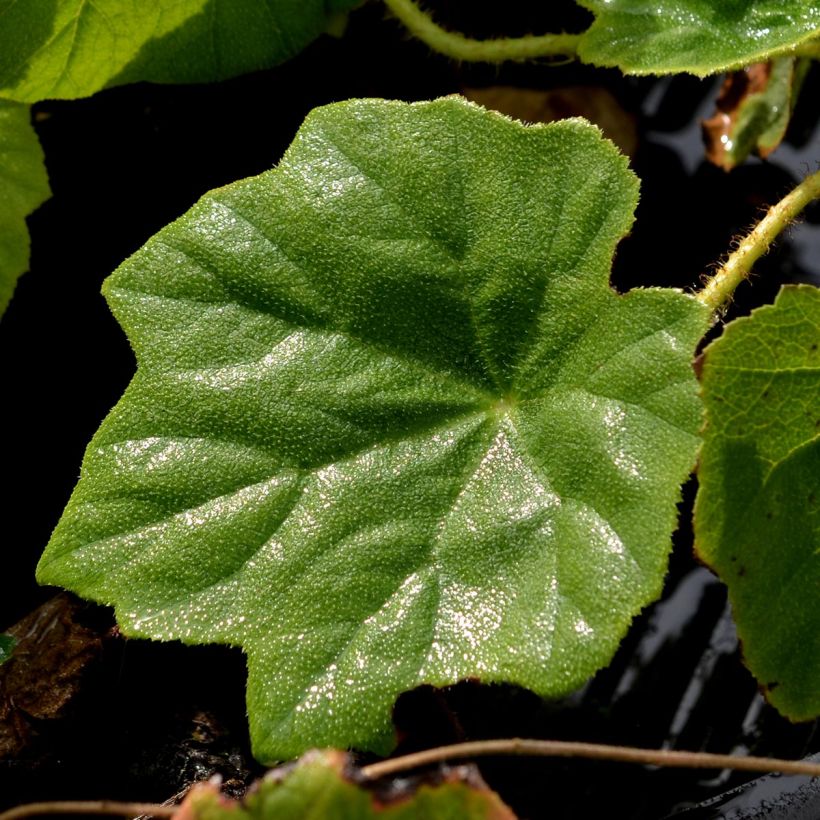 Astilboides tabularis (Feuillage)