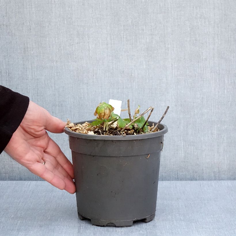 Spécimen de Astrance - Astrantia major Alba (White) en pot de 2/3L tel que livré au printemps