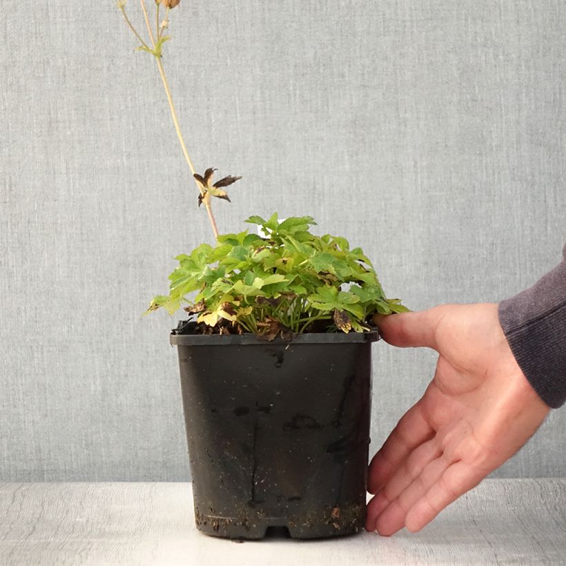 Spécimen de Astrance - Astrantia major Buckland Pot de 2L/3L tel que livré en été