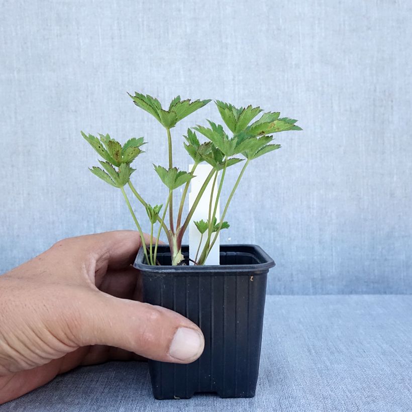 Spécimen de Astrance - Astrantia major Claret Godet de 8/9 cm tel que livré en été