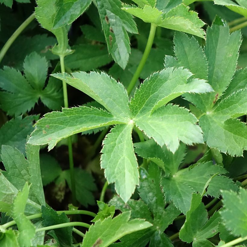 Astrance - Astrantia major Florence (Feuillage)