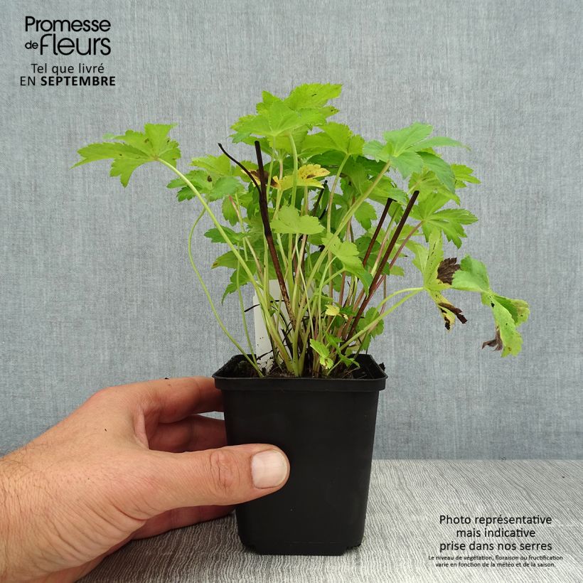Spécimen de Astrance - Astrantia major Florence Godet de 8/9 cm tel que livré en été
