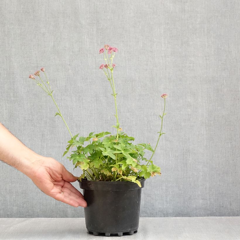 Spécimen de Astrance - Astrantia major Roma Pot de 2L/3L tel que livré en été