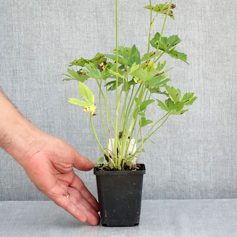 Spécimen de Astrance - Astrantia major Rosensinfonie Godet de 8/9 cm tel que livré en été