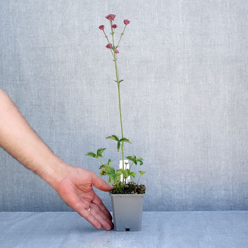 Spécimen de Astrance - Astrantia major Ruby Cloud Godet de 8/9 cm tel que livré en été