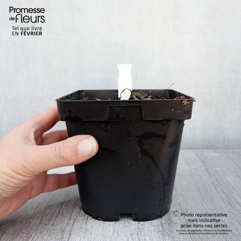 Spécimen de Astrance - Astrantia major Shaggy Pot de 2L/3L tel que livré en hiver