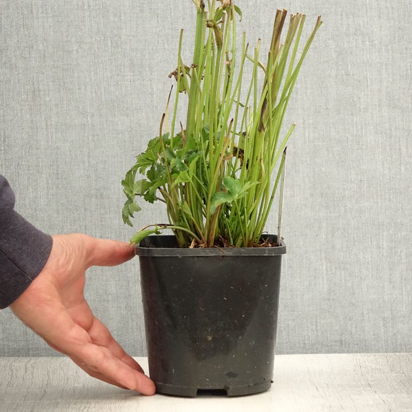 Spécimen de Astrance - Astrantia major Star of Beauty Pot de 1,5L/2L tel que livré en été