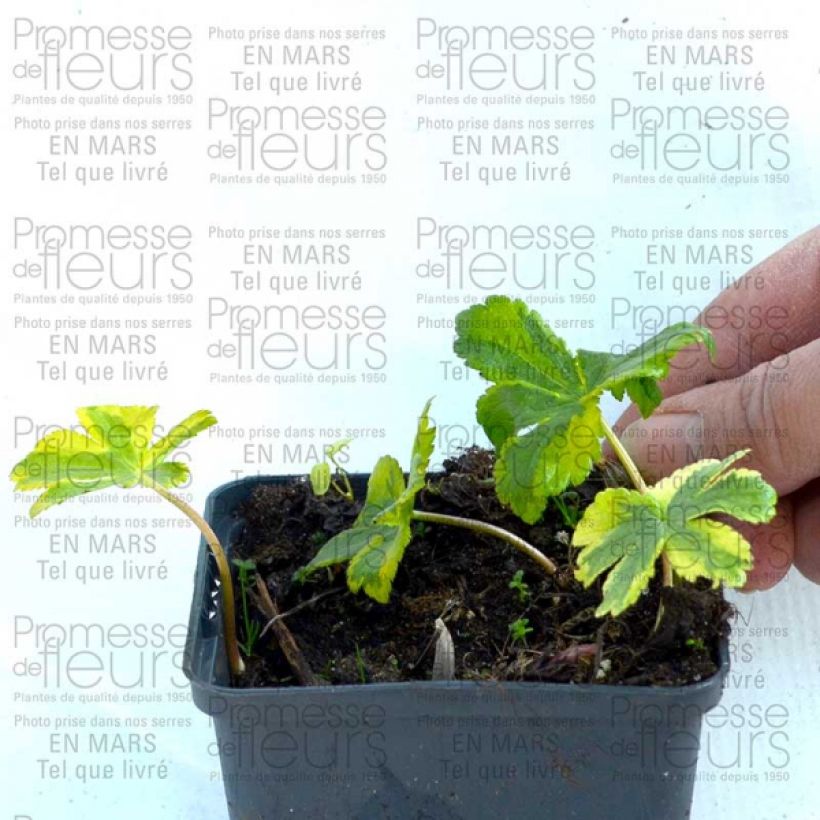 Exemple de spécimen de Astrance - Astrantia major Sunningdale Variegated Godet de 9cm tel que livré