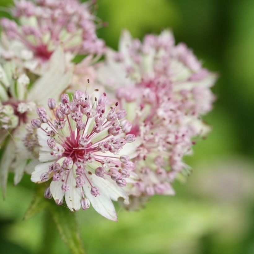 Astrance - Astrantia major Sunningdale Variegated (Floraison)