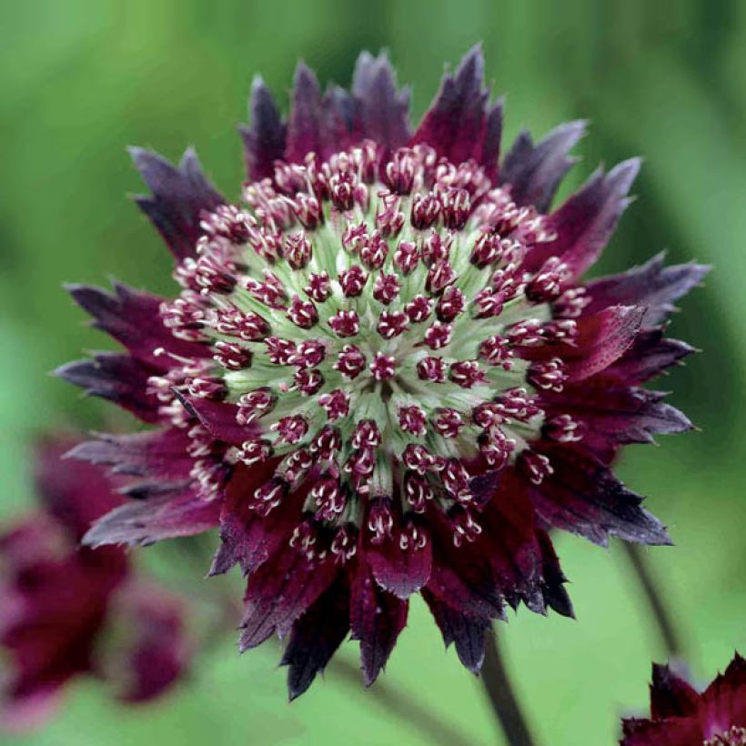 Astrance - Astrantia major Moulin Rouge (Floraison)