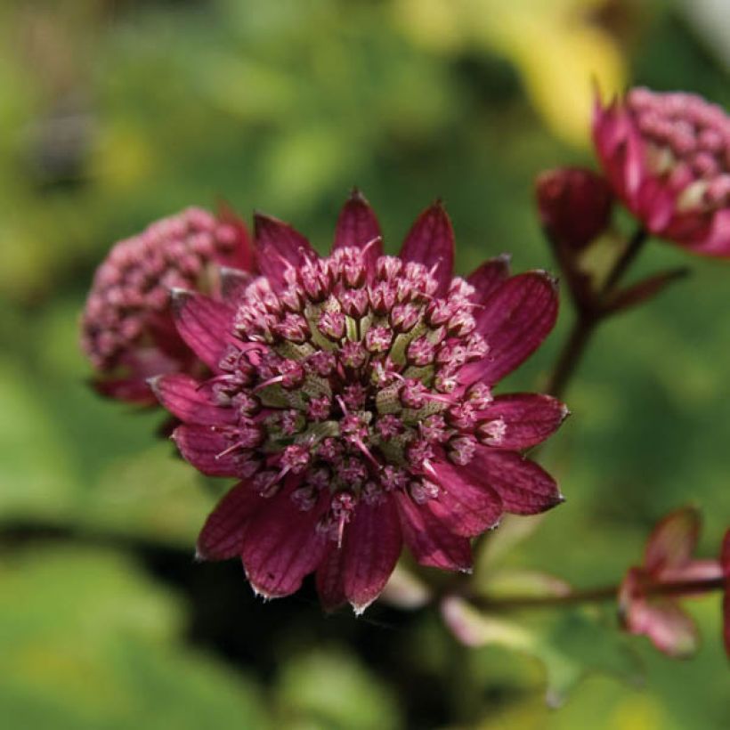 Astrance - Astrantia major Hadspen Blood (Floraison)