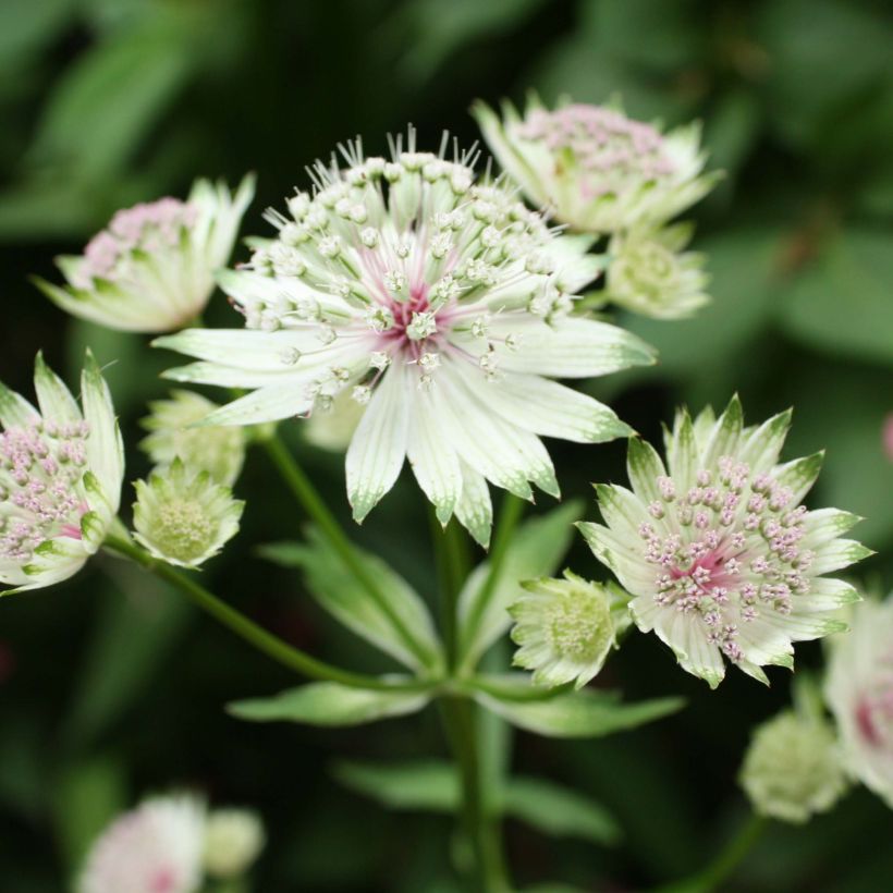 Astrantia major - Grande Astrance (Floraison)