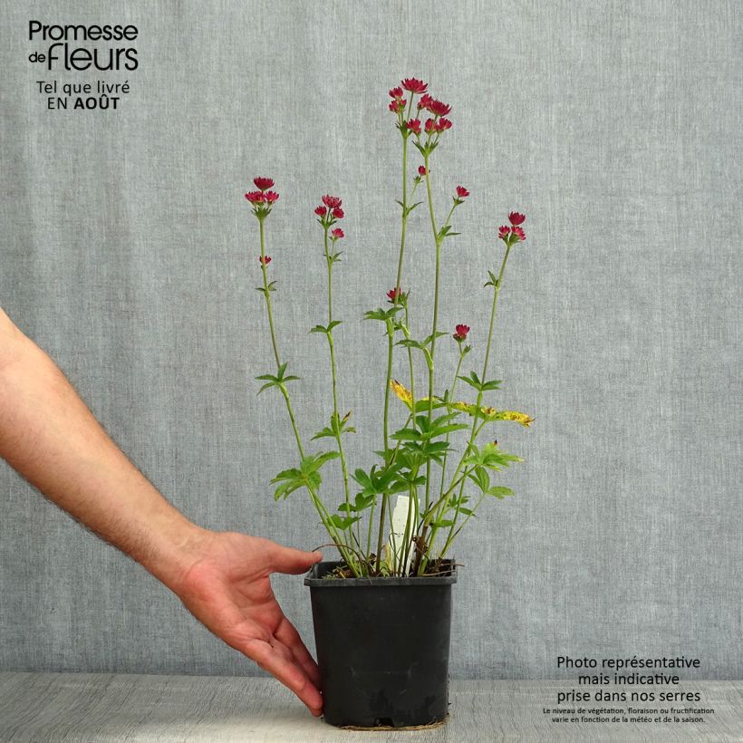 Spécimen de Astrantia major Cerise Button - Grande astrance Pot de 2L/3L tel que livré en été
