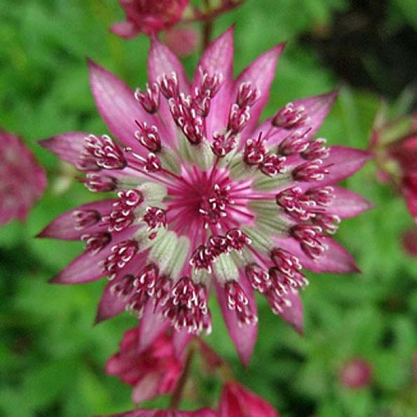 Astrance - Astrantia major Claret (Floraison)