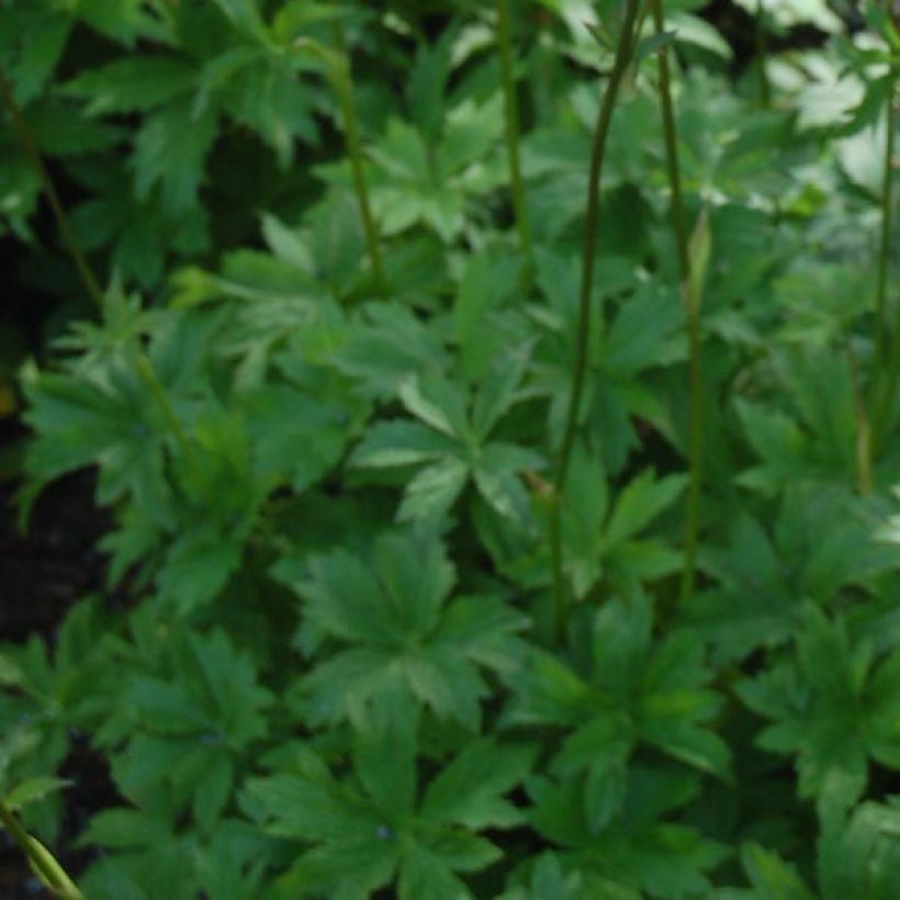 Astrance - Astrantia major Claret (Feuillage)