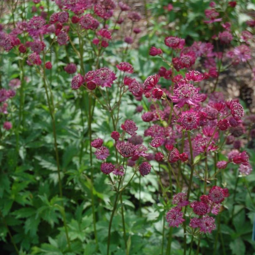 Astrance - Astrantia major Claret (Port)