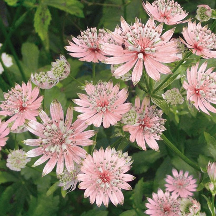 Astrance - Astrantia major Rosea (Floraison)