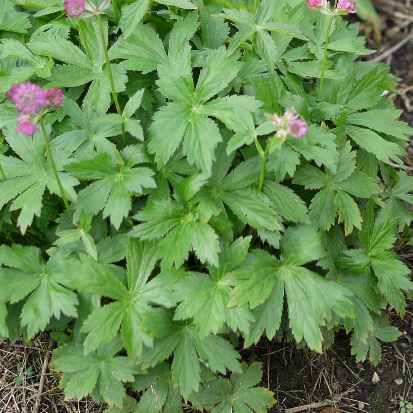 Astrance - Astrantia major Ruby Cloud (Feuillage)