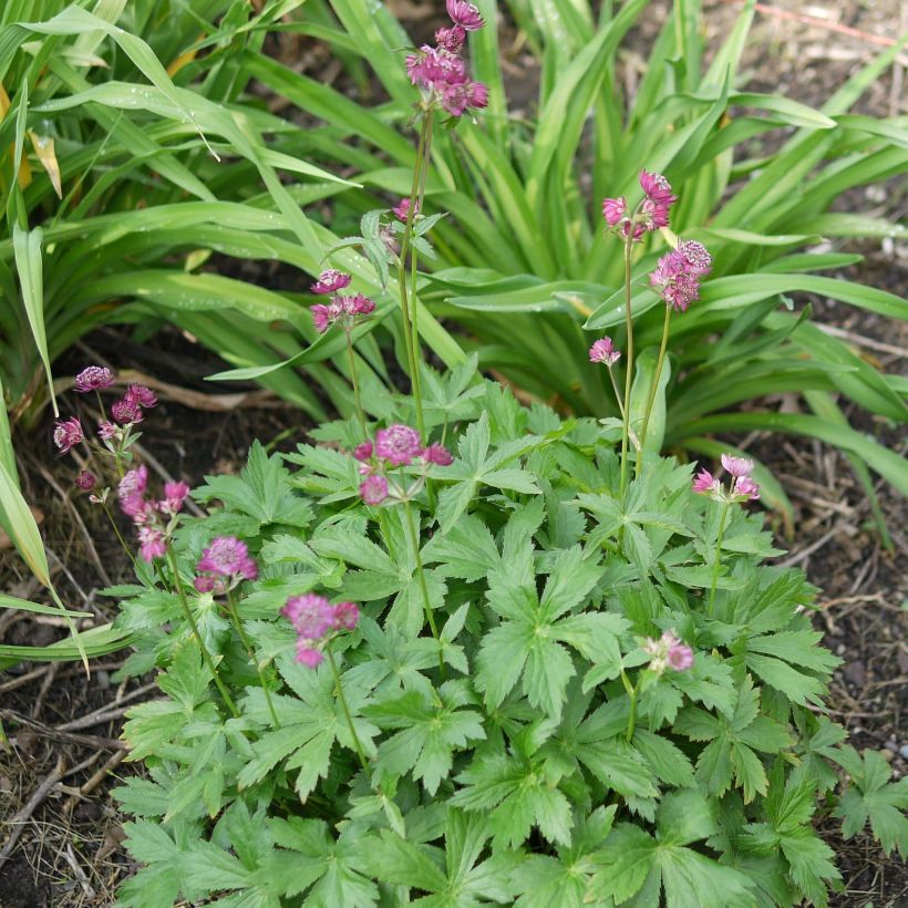 Astrance - Astrantia major Ruby Cloud (Port)