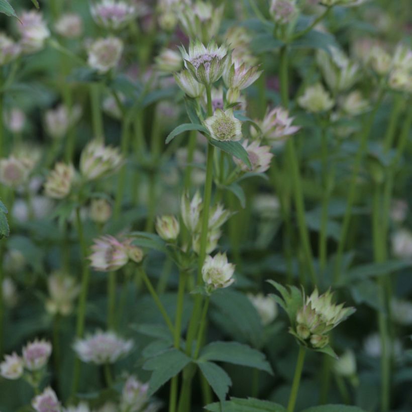 Astrance - Astrantia major Shaggy (Port)