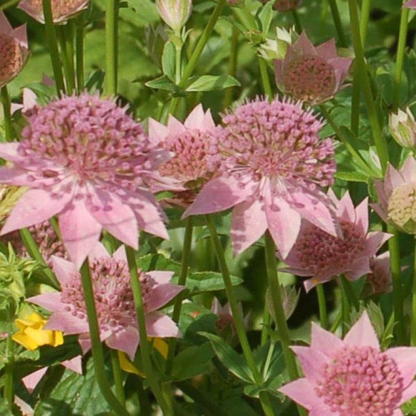 Astrance - Astrantia maxima (Floraison)