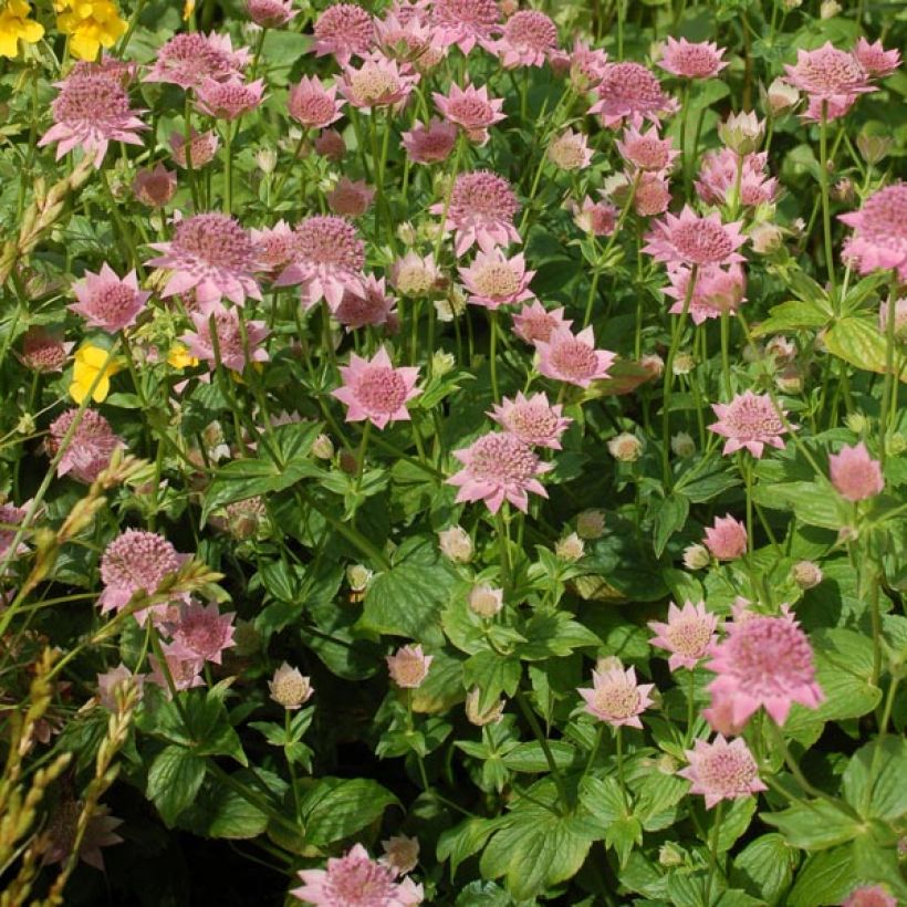 Astrance - Astrantia maxima (Port)