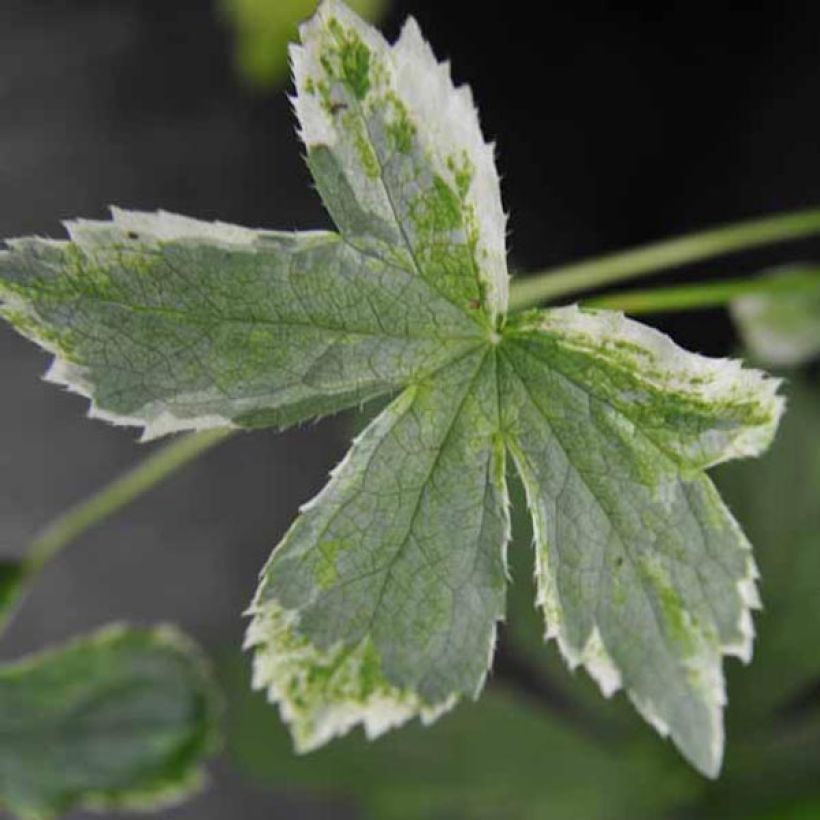 Astrance - Astrantia major Sunningdale Variegated (Feuillage)