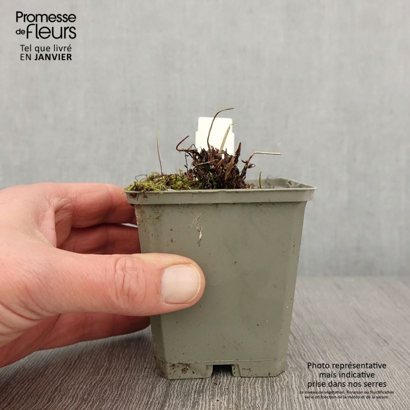 Spécimen de Athyrium filix-femina Frizelliae - Fougère femelle Godet de 8/9 cm tel que livré en hiver