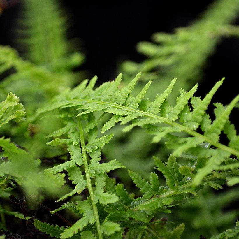 Athyrium filix-femina Victoriae - Fougère femelle Victoriae (Feuillage)