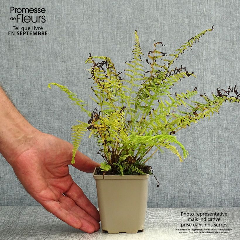 Spécimen de Athyrium filix-femina Victoriae - Fougère femelle Victoriae Godet de 8/9 cm tel que livré en été