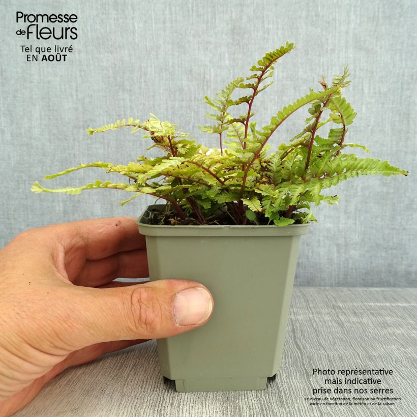 Spécimen de Athyrium niponicum Crested Surf - Fougère japonaise Godet de 8/9 cm tel que livré en été