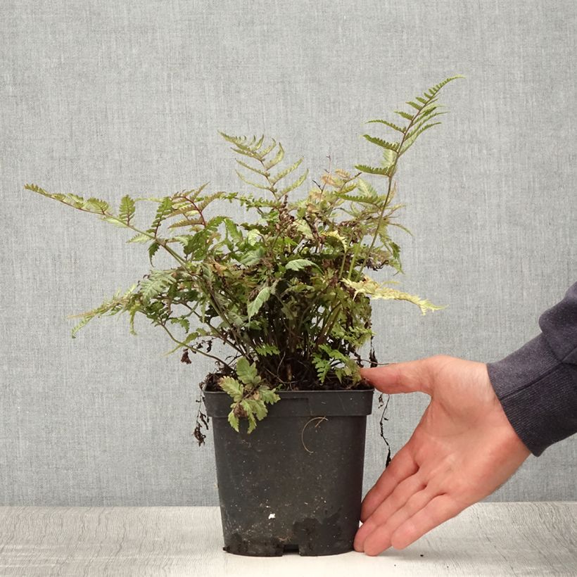 Spécimen de Athyrium niponicum Pictum - Fougère japonaise Pot de 2L/3L tel que livré en été